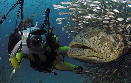 Атлантический окунь epinephelus quinquefasciatus